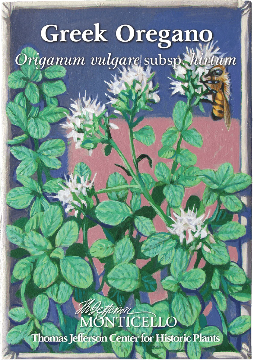Greek Oregano Seeds (Origanum vulgare subsp. hirtum) - Image 4