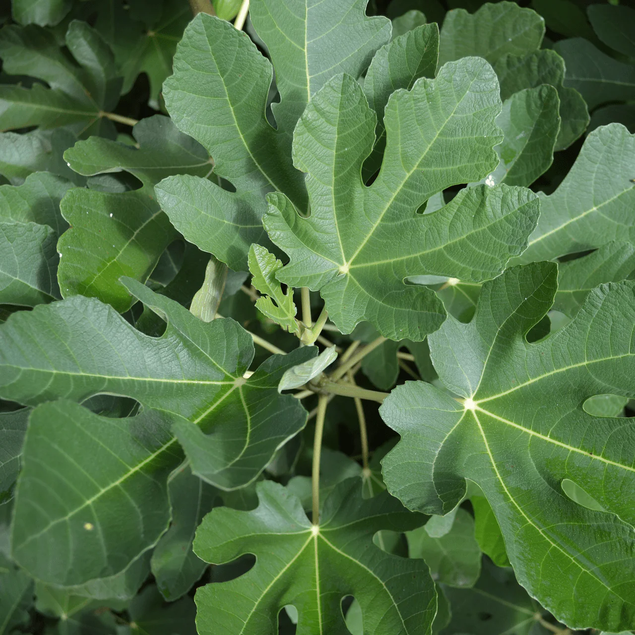 Green Ischia Fig (Ficus carica cv.) - Image 2