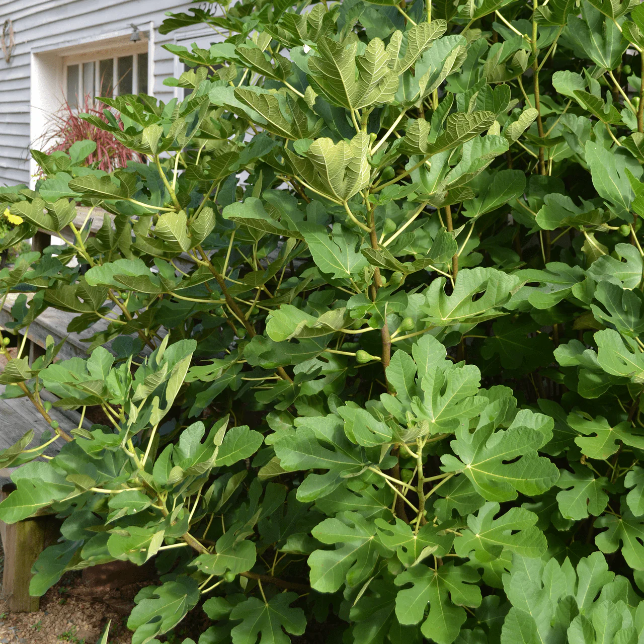Green Ischia Fig (Ficus carica cv.) - Image 3