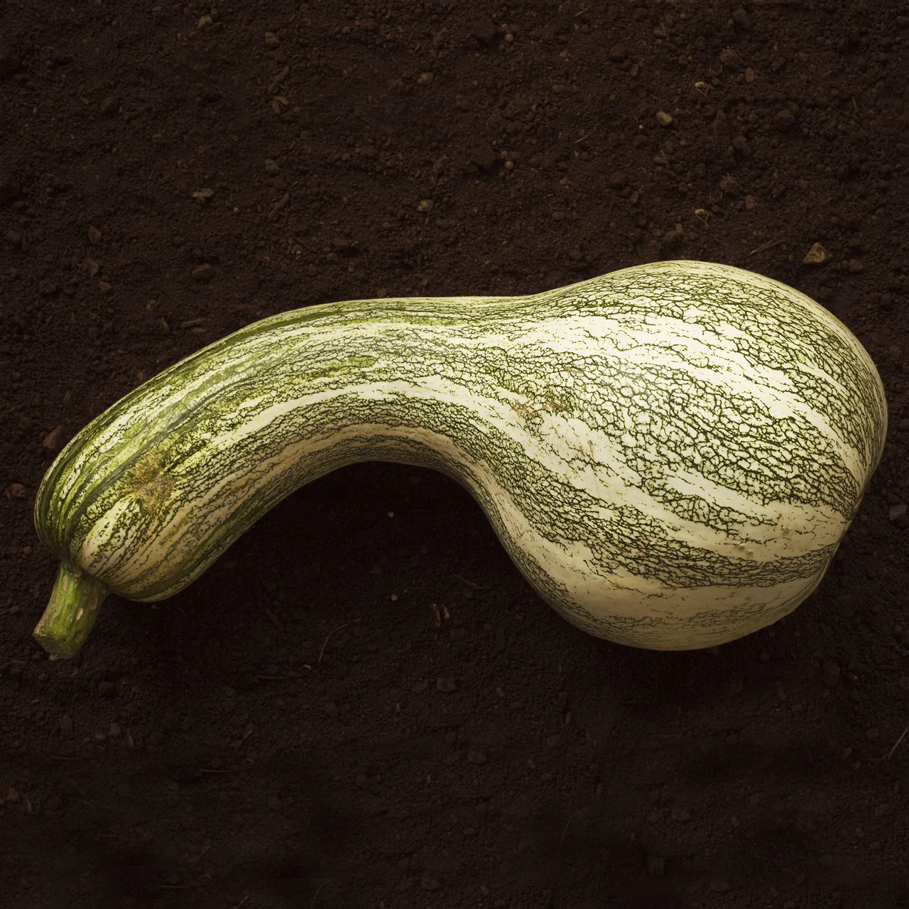 Green Striped Cushaw Winter Squash Seeds (Cucurbita mixta cv.) - Image 2