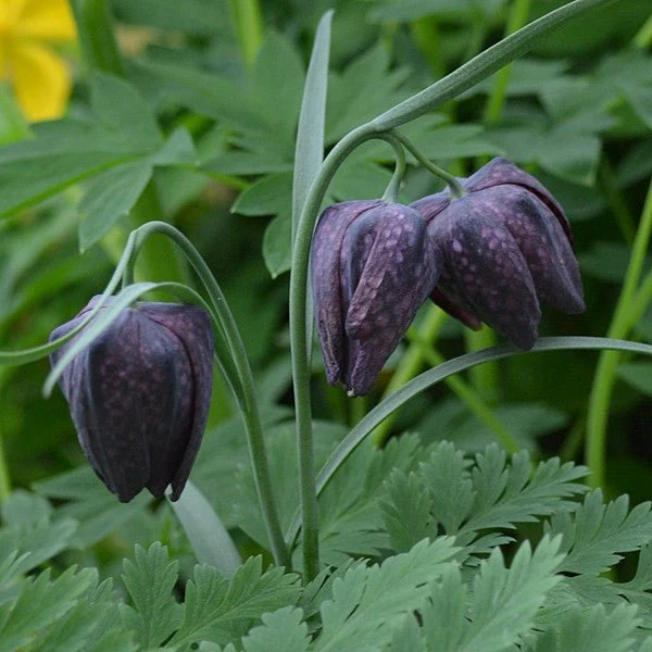 Guinea Hen Flower; Checkered Lily (Fritillaria meleagris) - Image 2