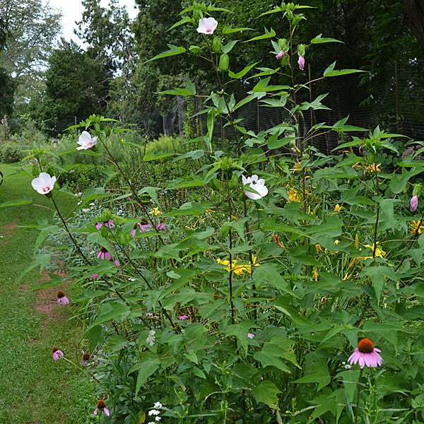 Halberd-leaved Rose Mallow (Hibiscus laevis) - Image 2