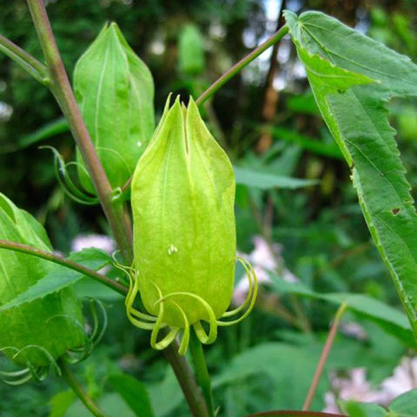 Halberd-leaved Rose Mallow (Hibiscus laevis) - Image 3