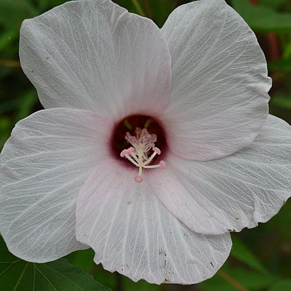 Halberd-leaved Rose Mallow (Hibiscus laevis) - Image 4