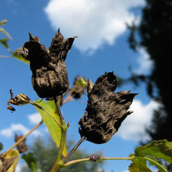 Halberd-leaved Rose Mallow (Hibiscus laevis) - Image 5