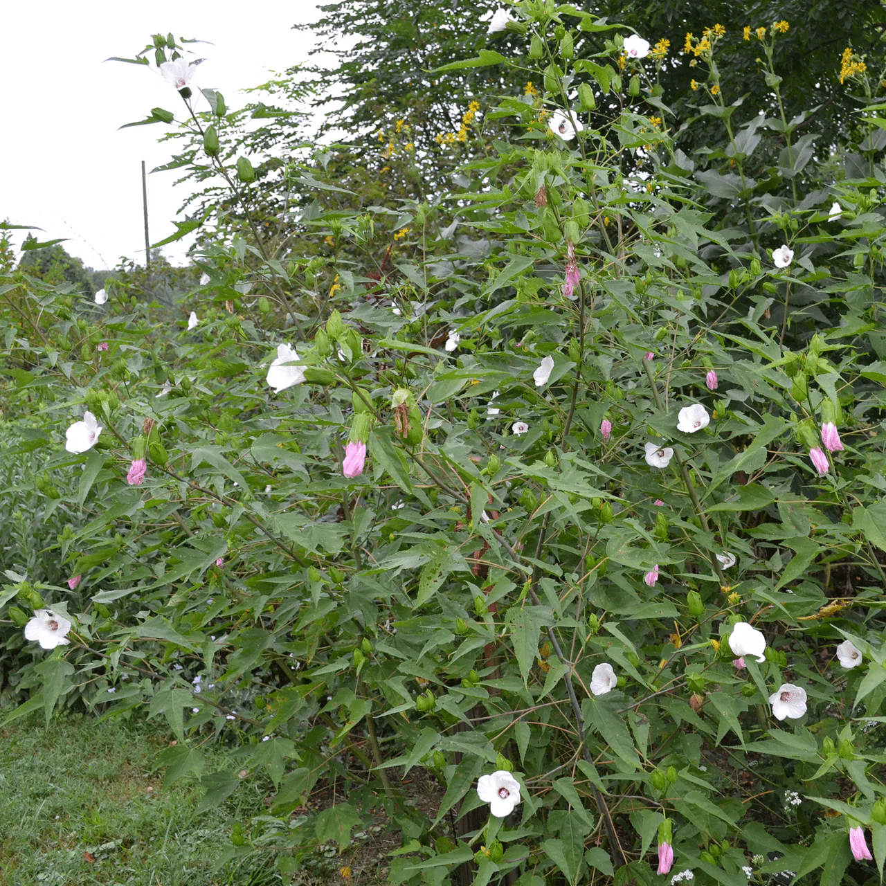 Halberd-leaved Rose Mallow Seeds (Hibiscus laevis) - Image 2