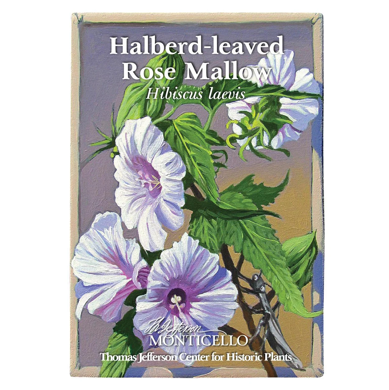 Halberd-leaved Rose Mallow Seeds (Hibiscus laevis) - Image 3