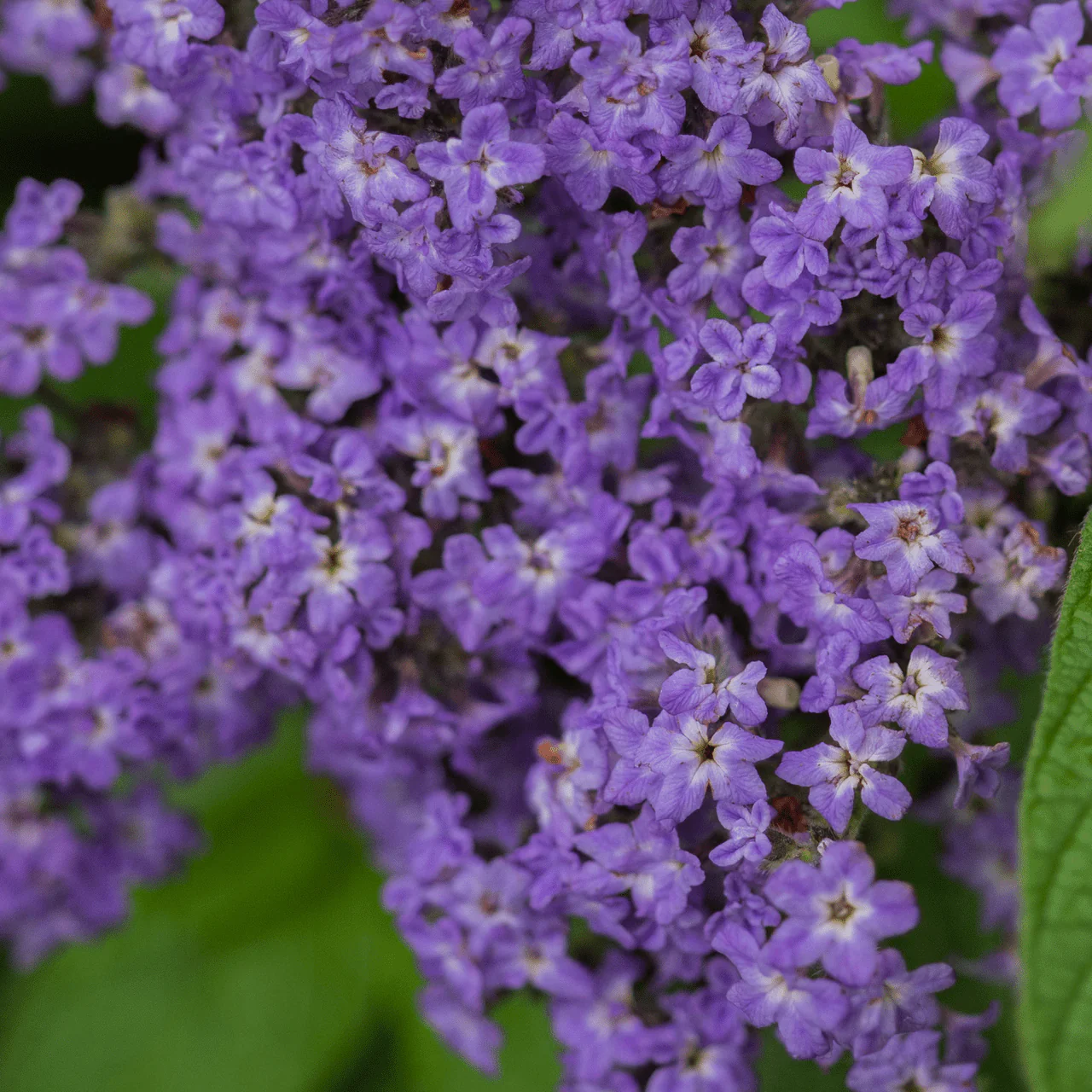 Heliotrope Seeds (Heliotropium arborescens) - Image 3