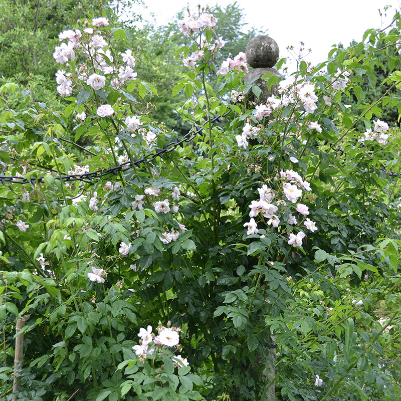 'Hollywood Pink Cluster' Rose (Rosa x noisettiana variety) - Image 3