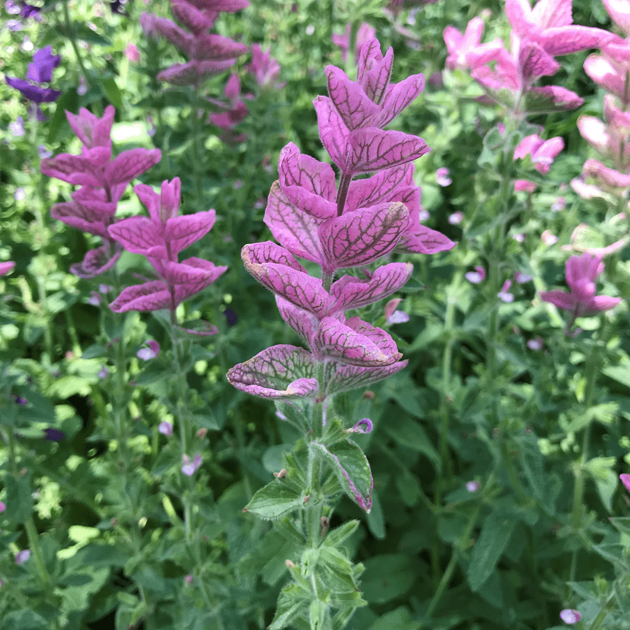 Horminum Sage Seeds (Salvia viridis)