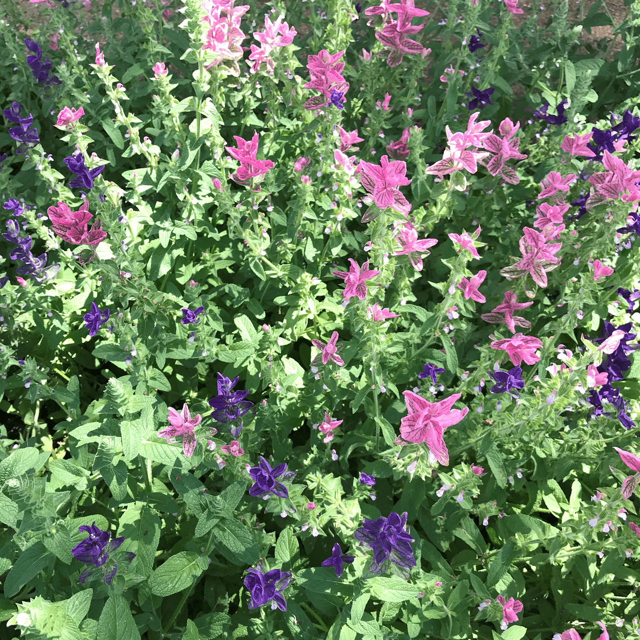 Horminum Sage Seeds (Salvia viridis) - Image 2