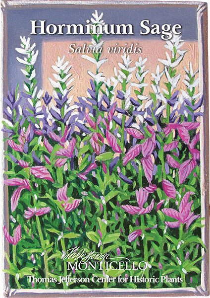 Horminum Sage Seeds (Salvia viridis) - Image 4