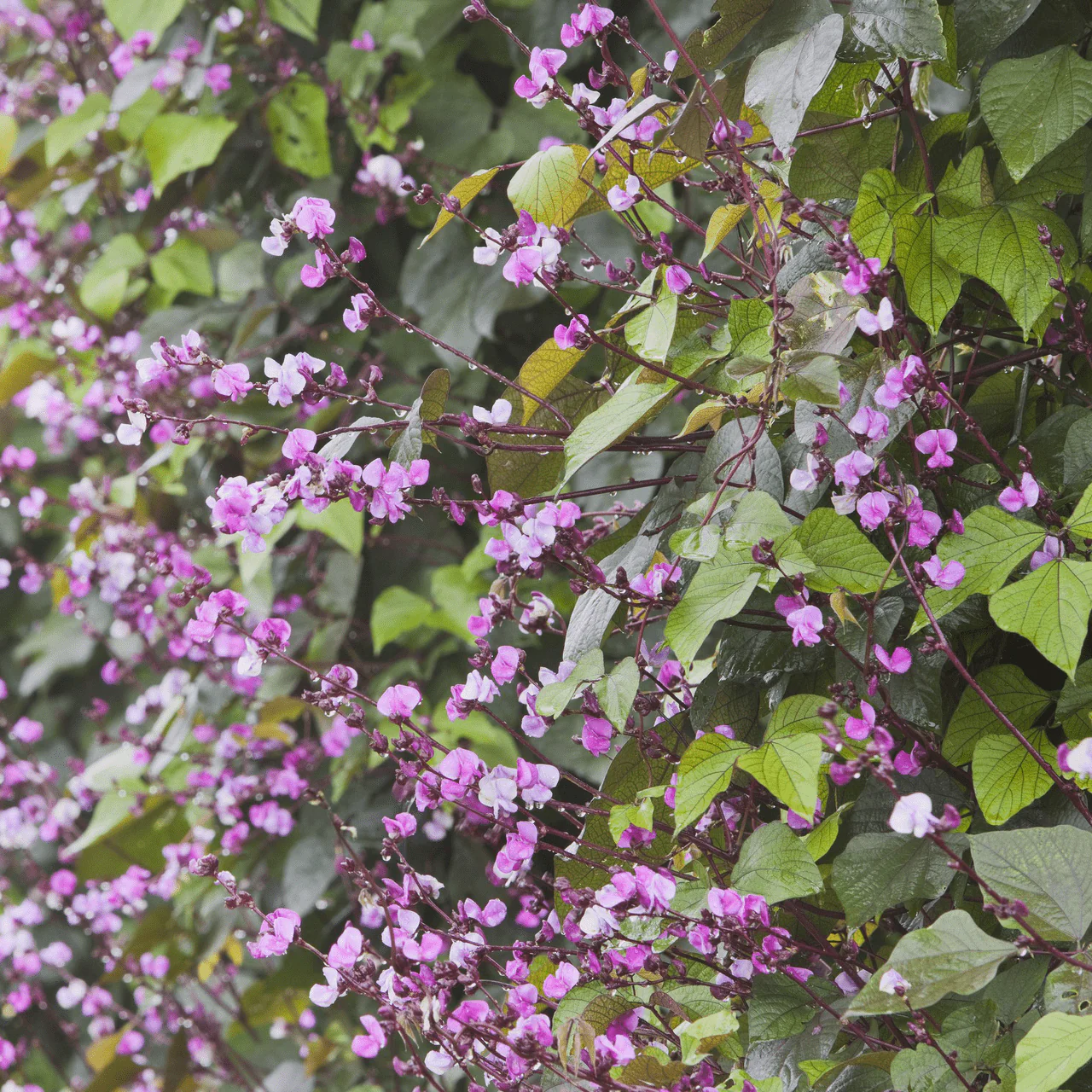 Hyacinth Bean Seeds (Dolichos lablab) - Image 2
