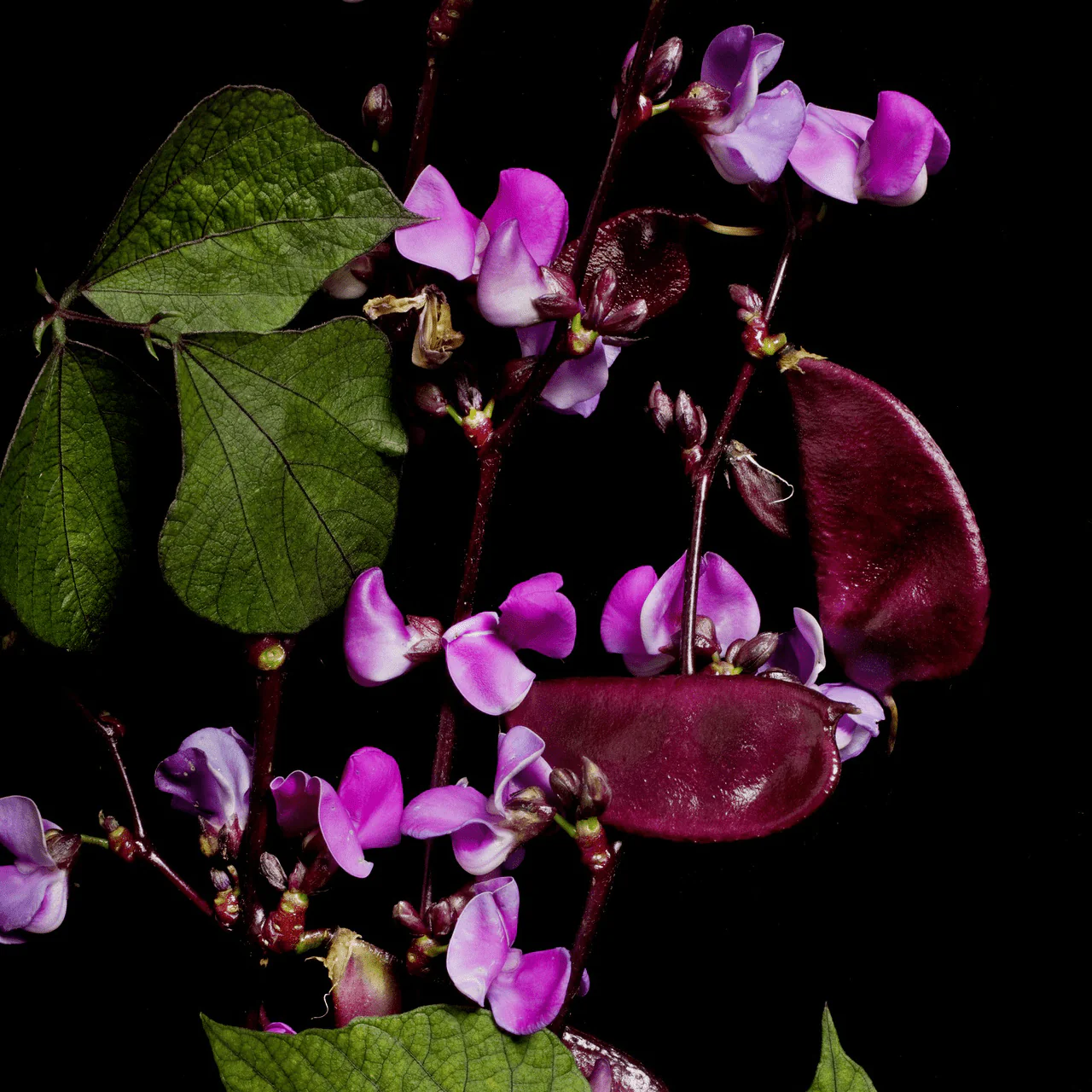 Hyacinth Bean Seeds (Dolichos lablab) - Image 4
