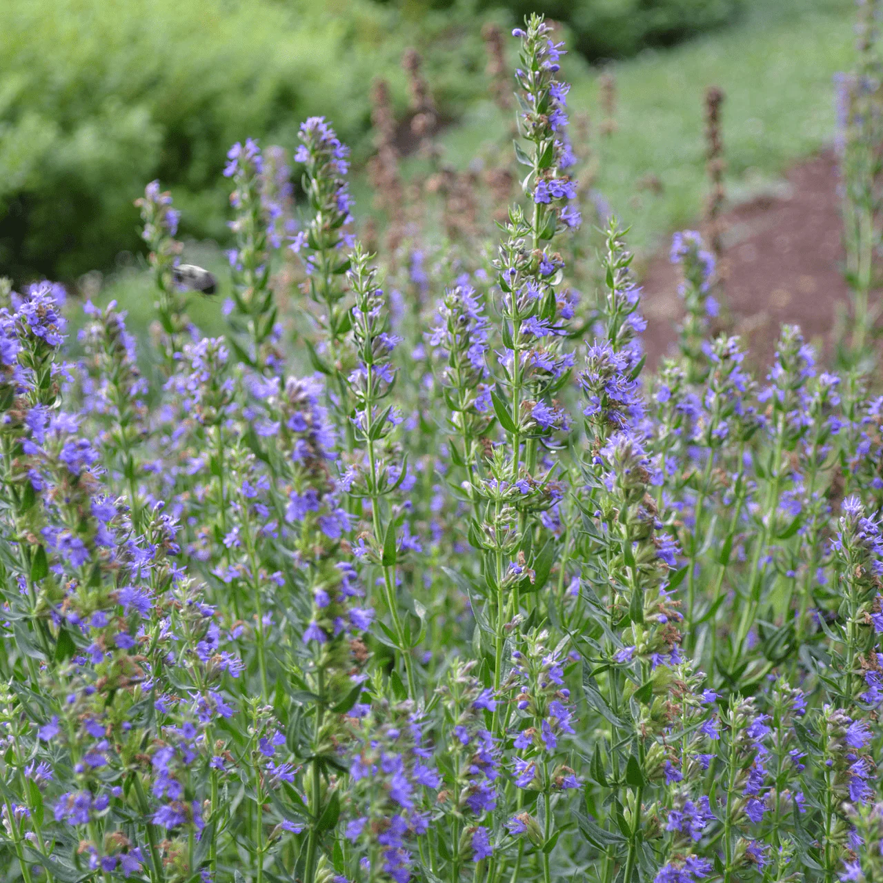 Hyssop (Hyssopus officinalis)