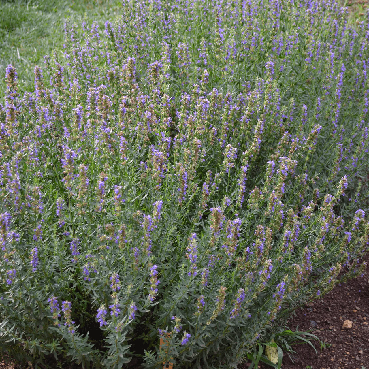 Hyssop Seeds (Hyssopus officinalis) - Image 2