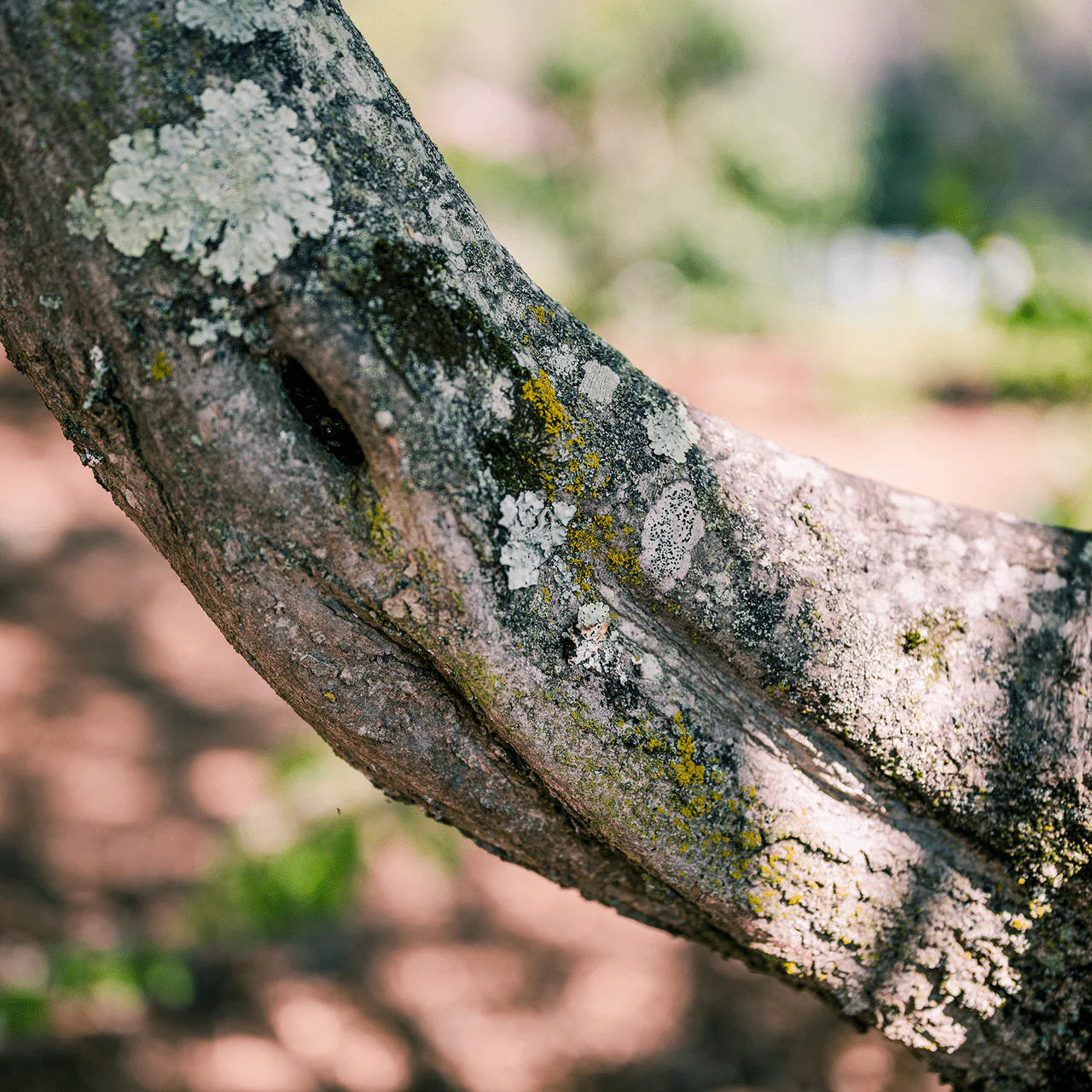 Ironwood (Carpinus caroliniana) - Image 3