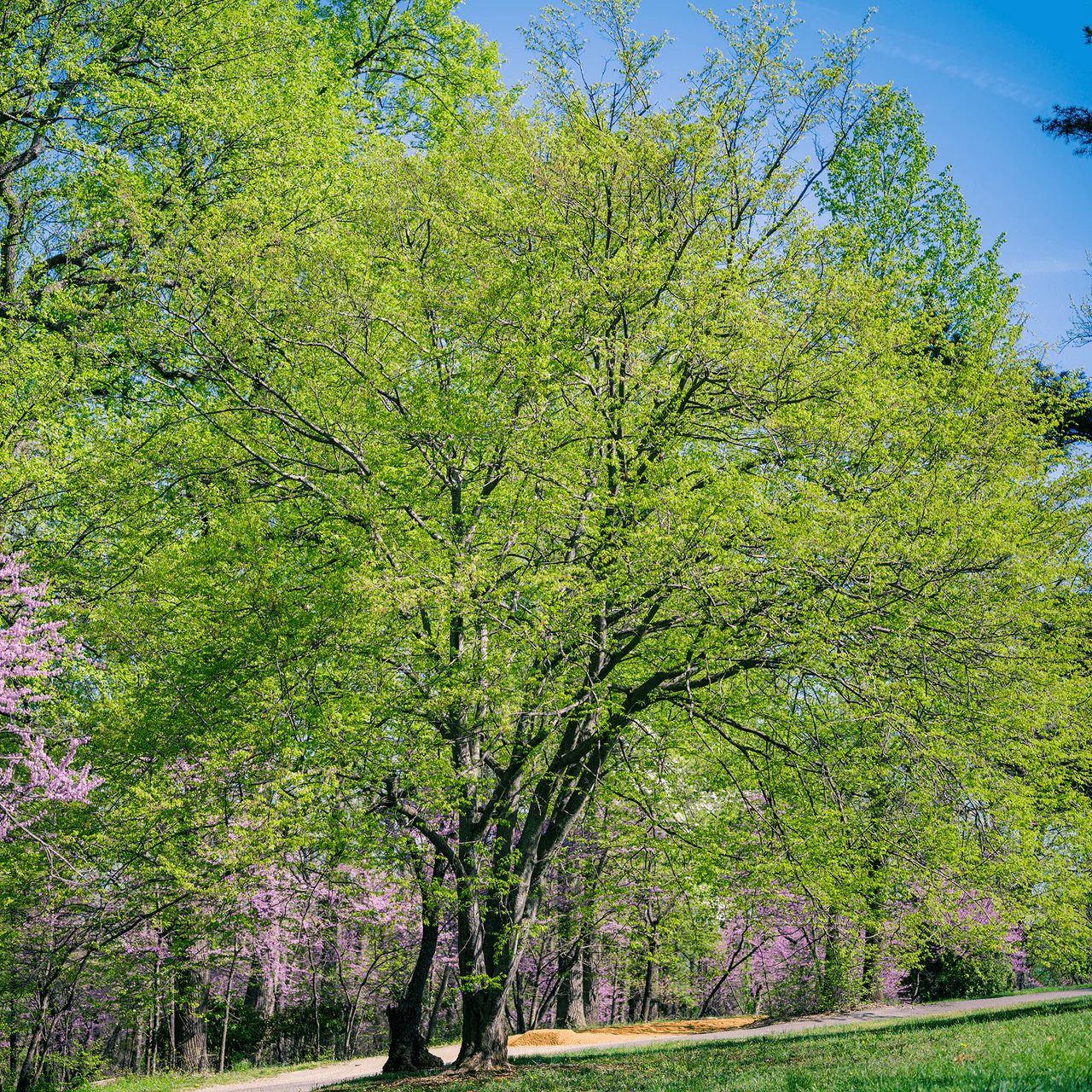 Ironwood (Carpinus caroliniana) - Image 4