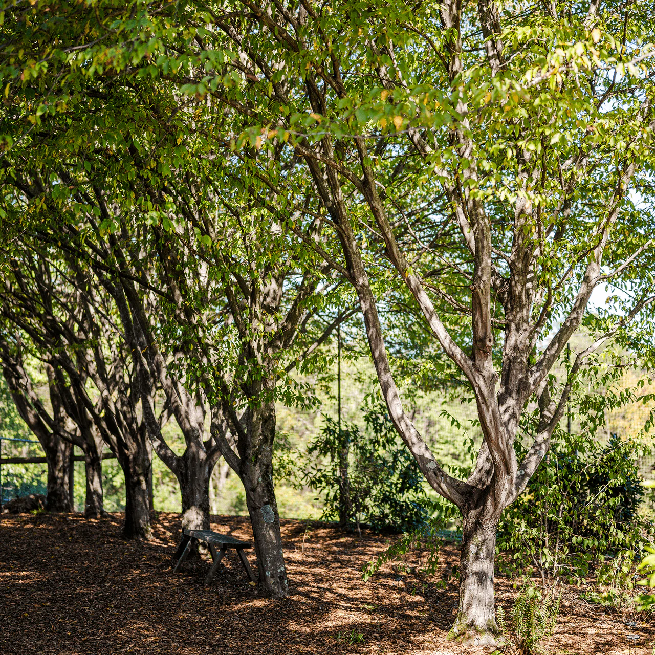 Ironwood (Carpinus caroliniana) - Image 6