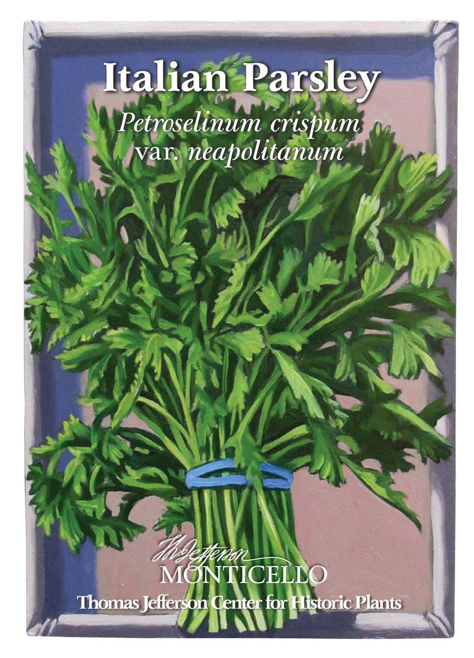 Italian Parsley Seeds (Petroselinum crispum var. neapolitanum) - Image 3