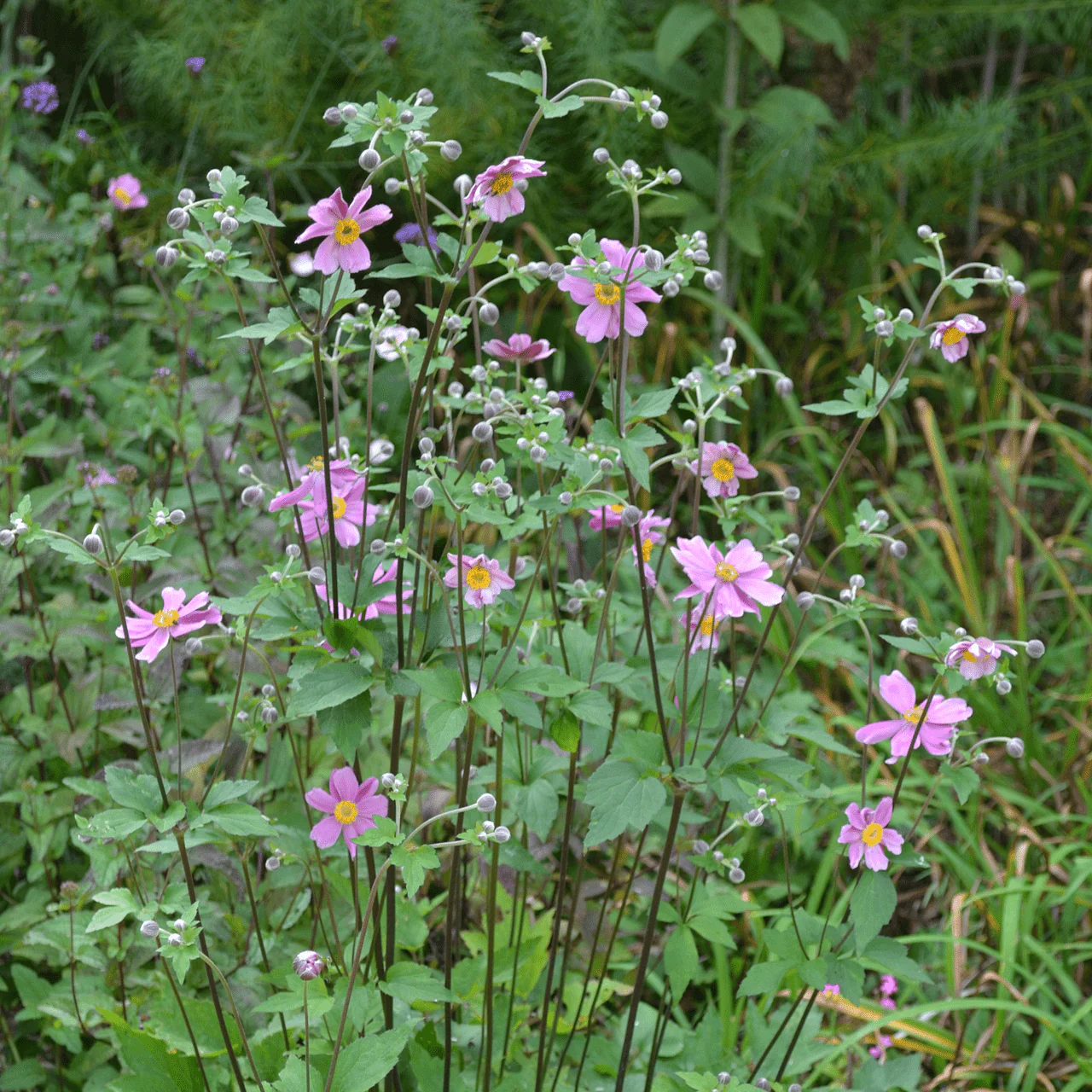 Japanese Anemone (Anemone hupehensis) - Image 4