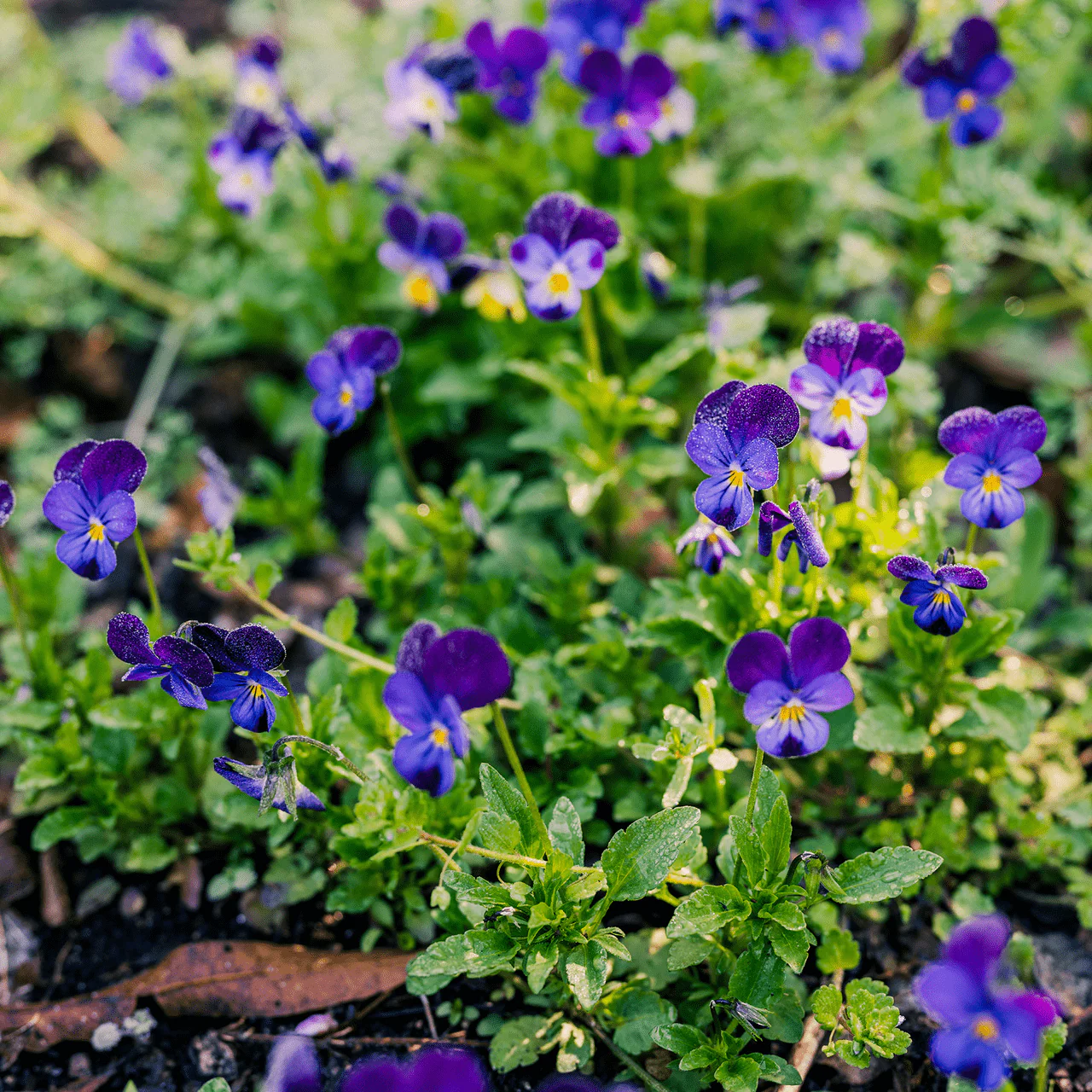 Johnny Jump Up Seeds (Viola tricolor) - Image 3