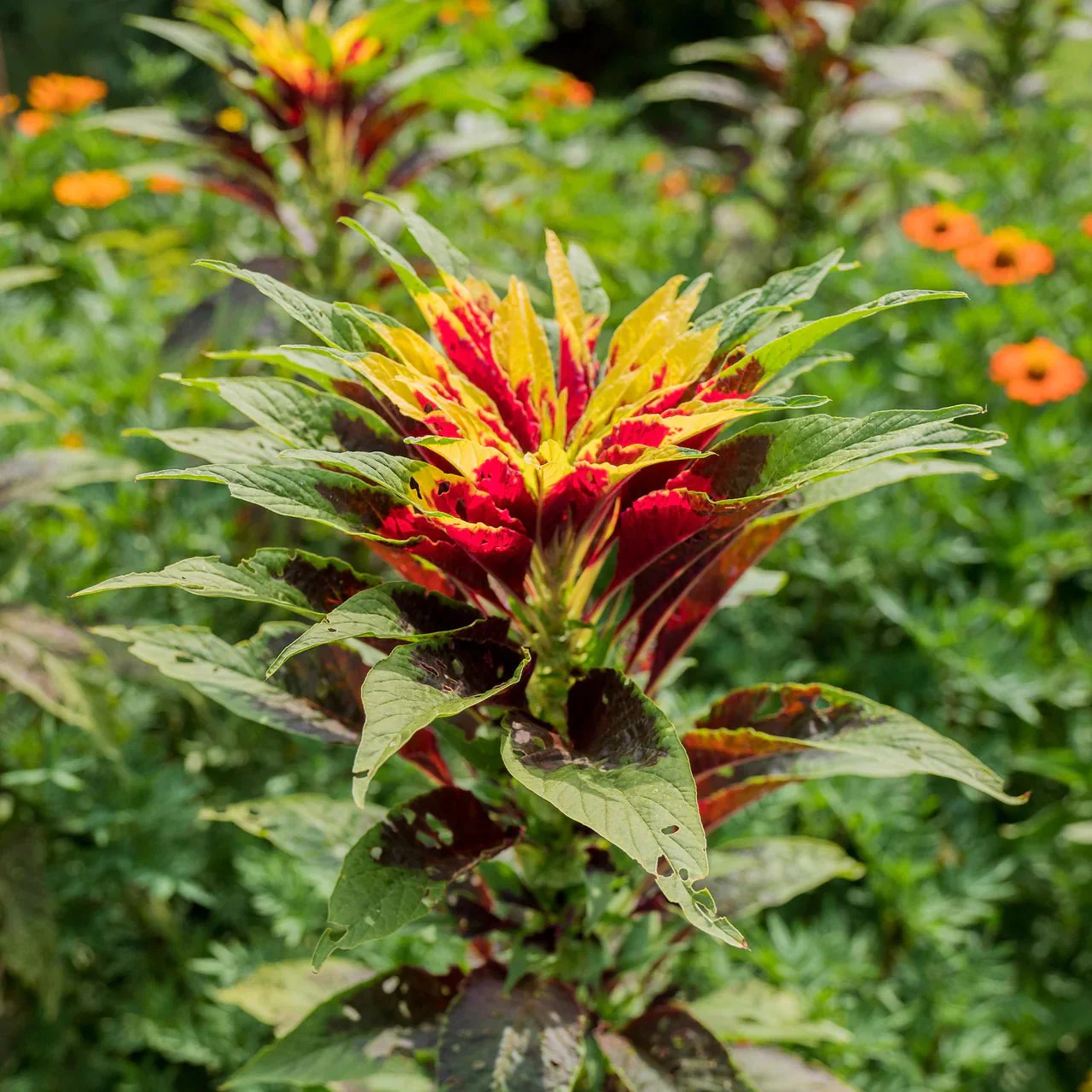 Joseph's Coat Seeds (Amaranthus tricolor) - Image 2