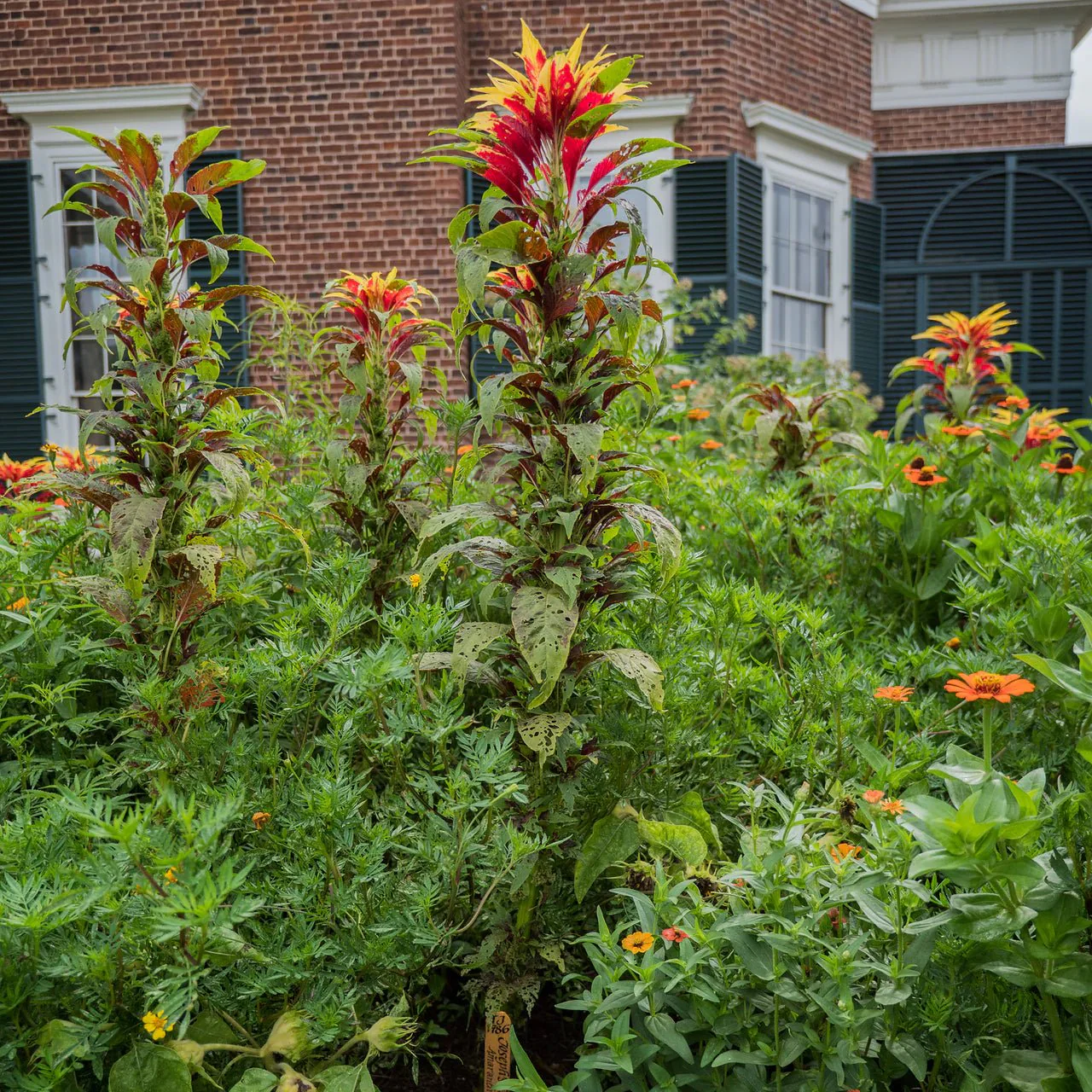 Joseph's Coat Seeds (Amaranthus tricolor) - Image 3