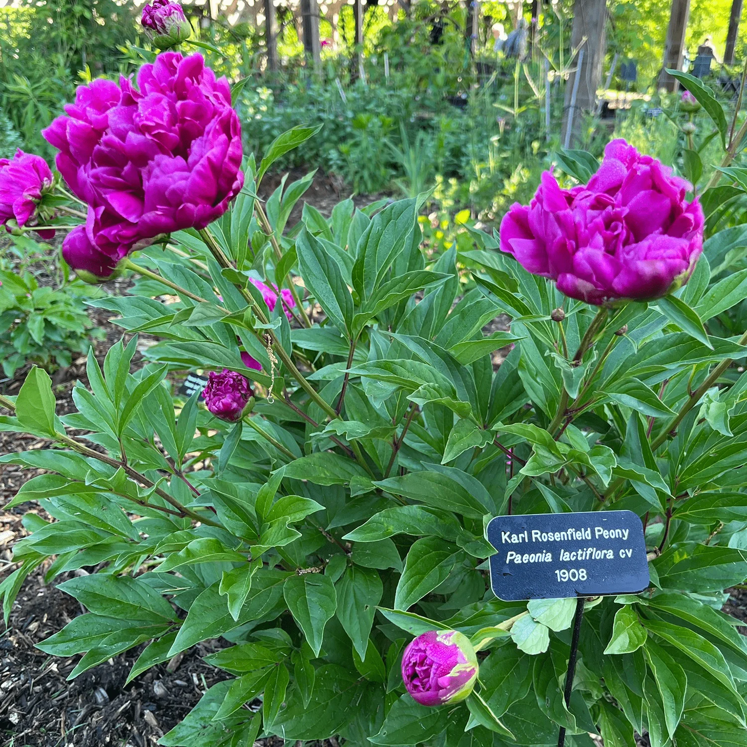 Karl Rosenfield Peony (Paeonia lactiflora cv.)