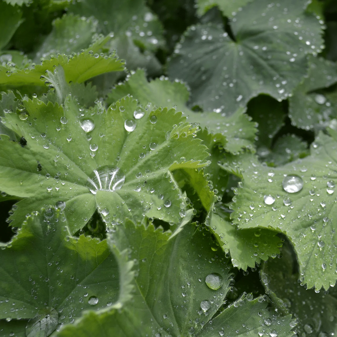 Lady's Mantle (Alchemilla mollis) - Image 2