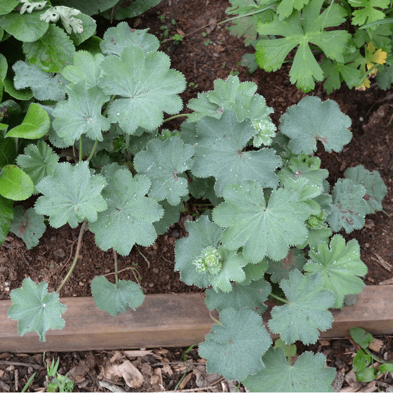 Lady's Mantle (Alchemilla mollis) - Image 3