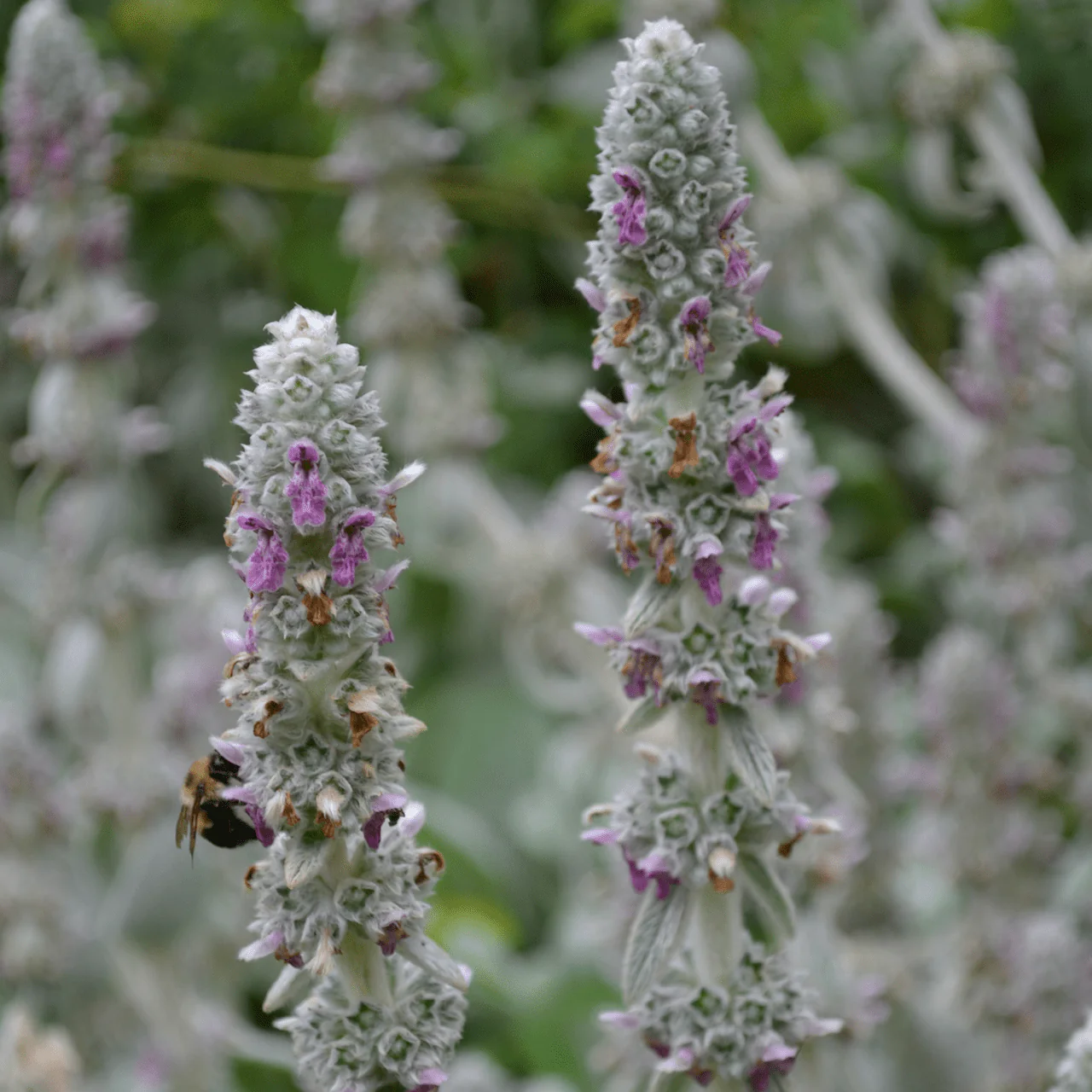Lamb's Ears (Stachys byzantina)