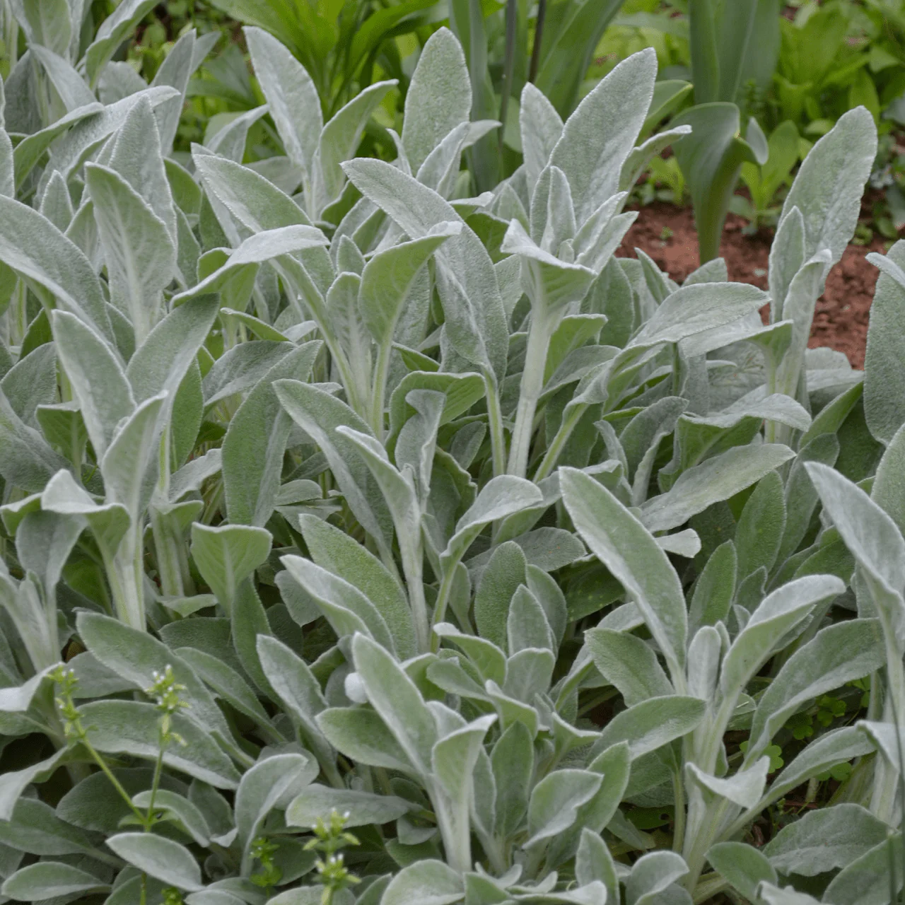 Lamb's Ears (Stachys byzantina) - Image 2