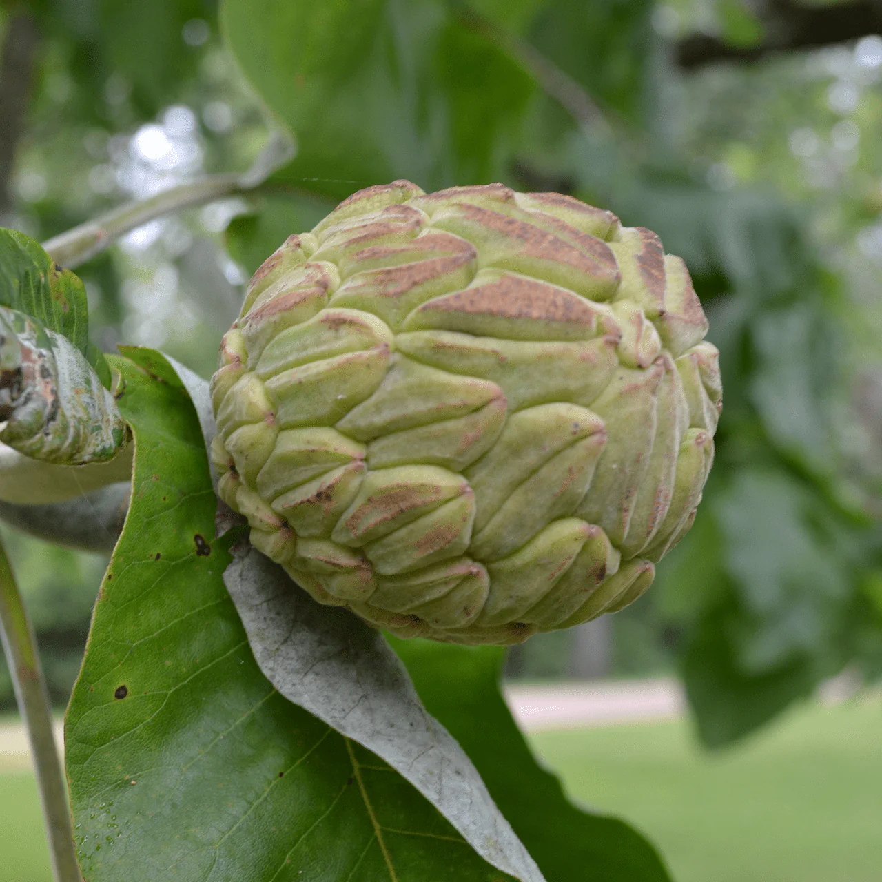 Large-leaved Magnolia (Magnolia macrophylla) - Image 2