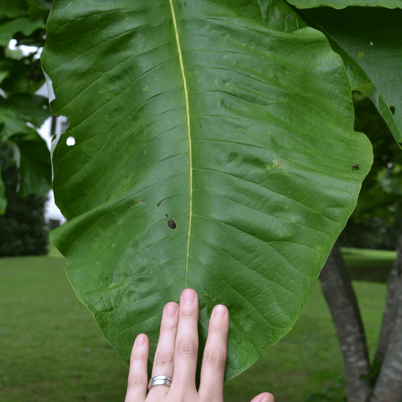 Large-leaved Magnolia (Magnolia macrophylla) - Image 3