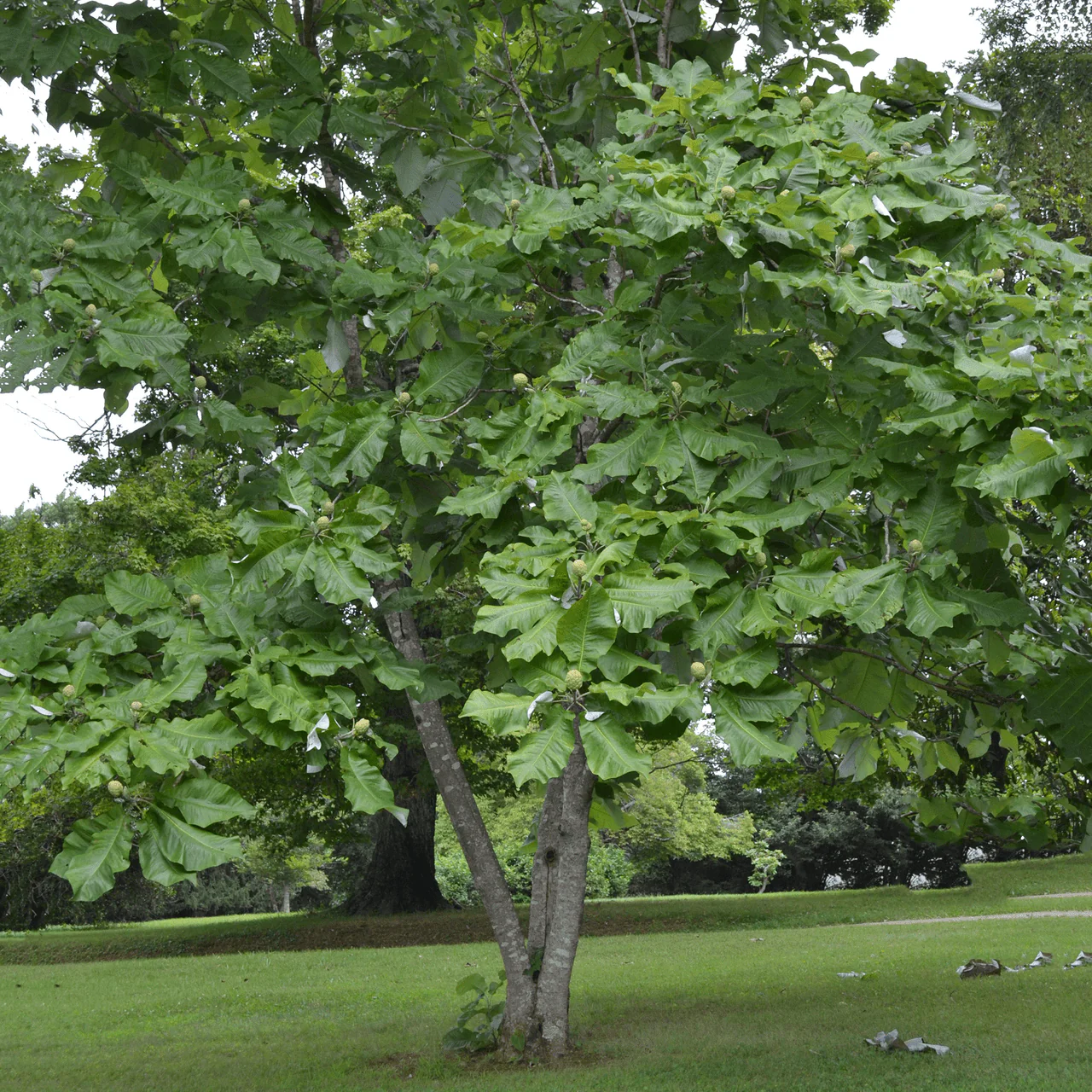 Large-leaved Magnolia (Magnolia macrophylla) - Image 4