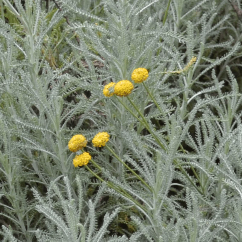 Lavender Cotton (Santolina chamaecyparissus) - Image 2