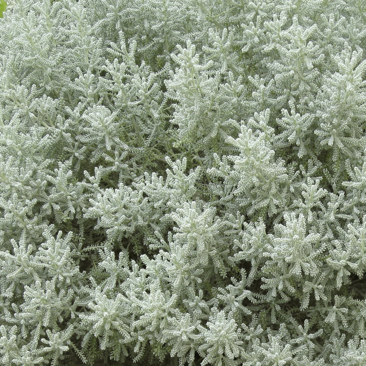 Lavender Cotton (Santolina chamaecyparissus) - Image 3