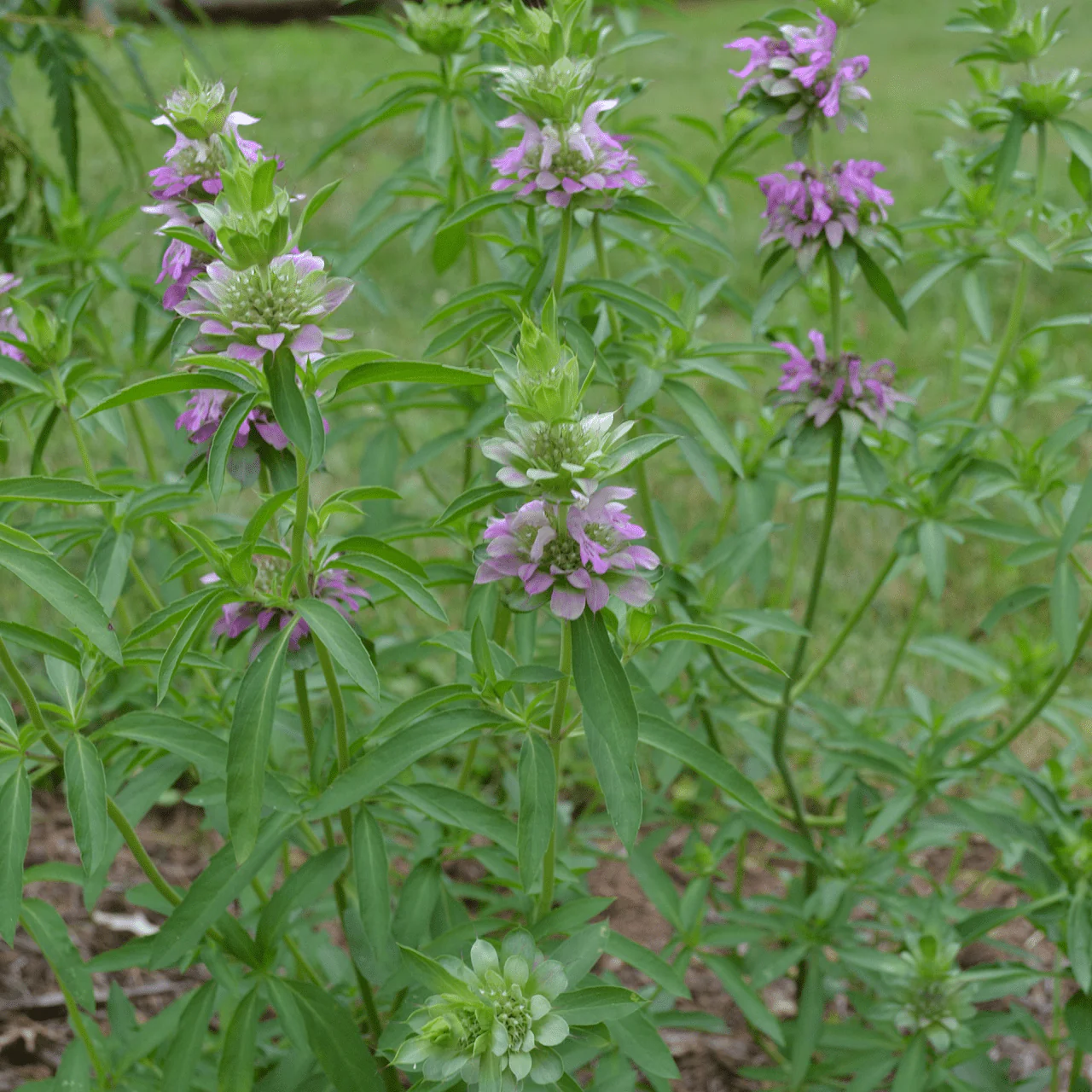 Lemon Bergamot Seeds (Monarda citriodora) - Image 2