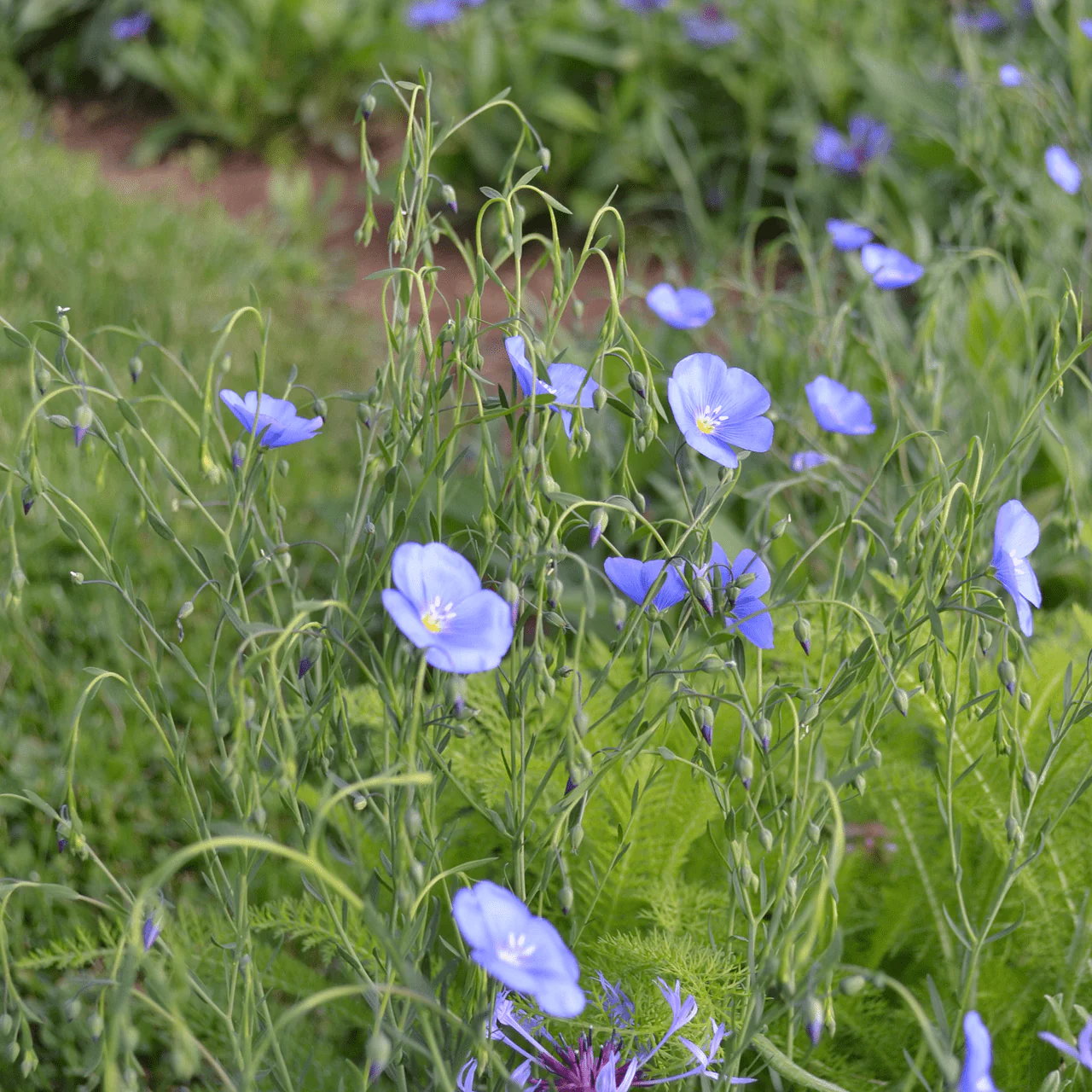 Lewis' Prairie Flax Seeds (Linum perenne lewisii) - Image 2