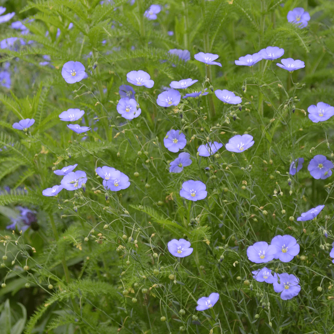 Lewis' Prairie Flax Seeds (Linum perenne lewisii) - Image 3
