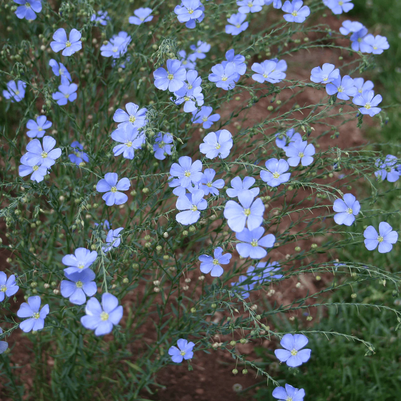 Lewis' Prairie Flax Seeds (Linum perenne lewisii) - Image 4