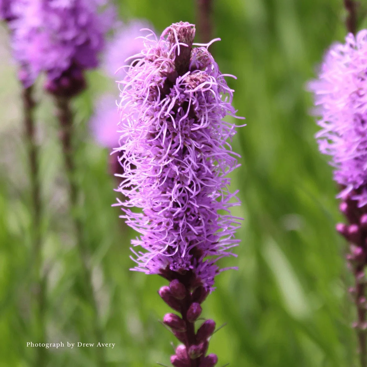Dense Blazing Star (Liatris spicata)