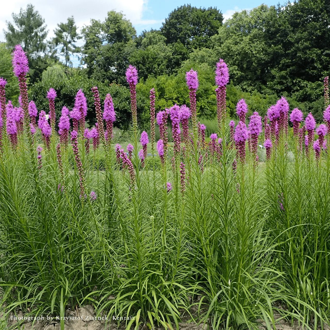 Dense Blazing Star (Liatris spicata) - Image 2