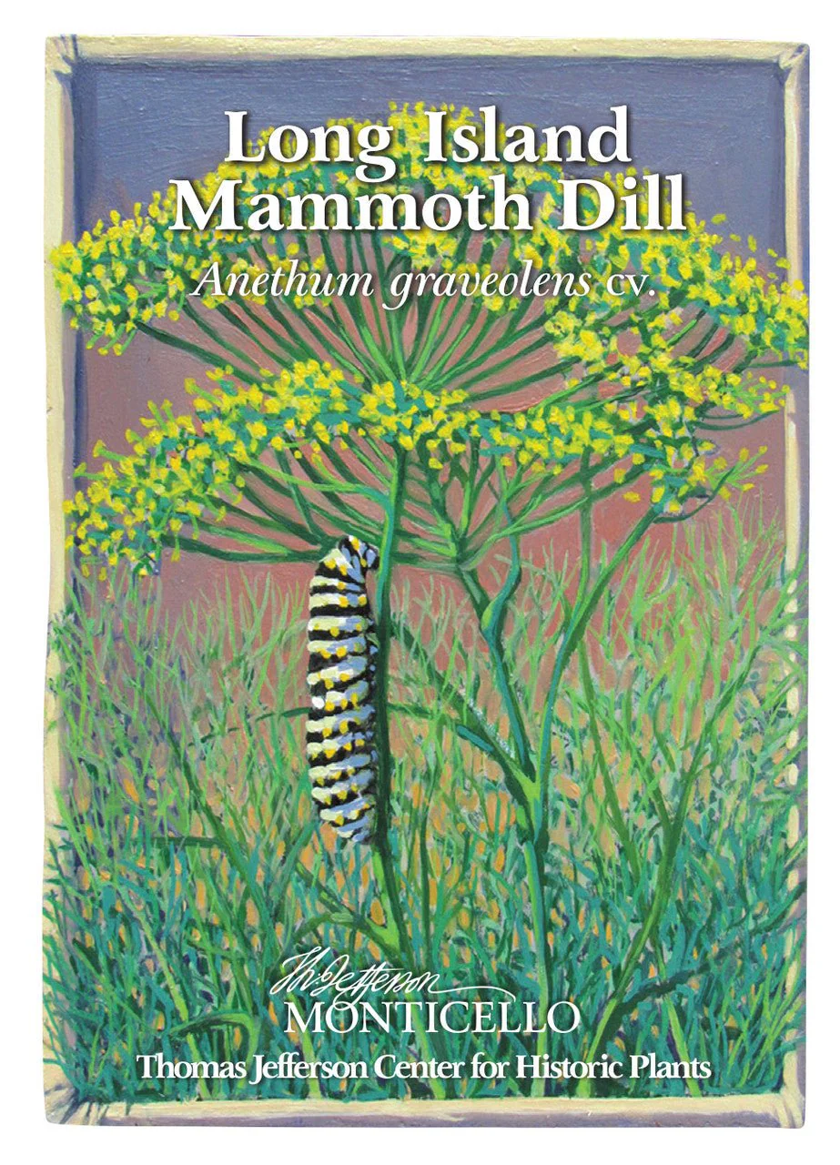Long Island Mammoth Dill Seeds (Anethum graveolens cv.) - Image 2