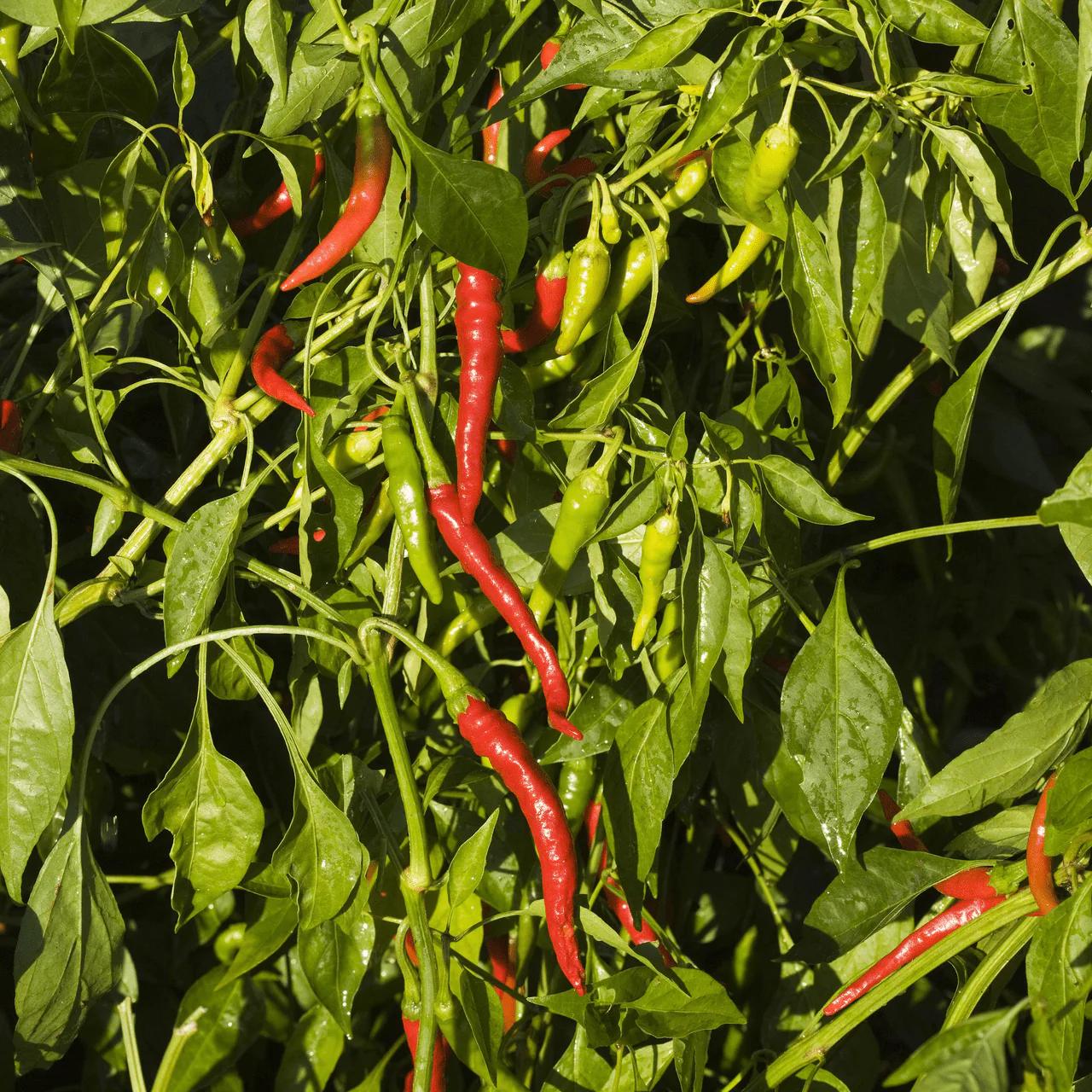 Long Red Cayenne Pepper Seeds (Capsicum annuum) - Image 2
