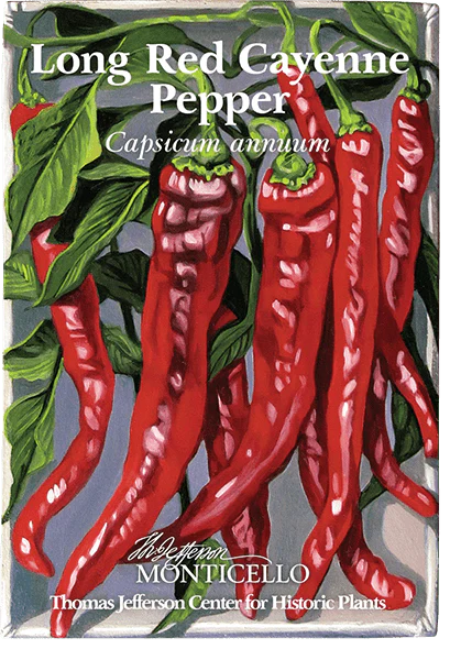 Long Red Cayenne Pepper Seeds (Capsicum annuum) - Image 3