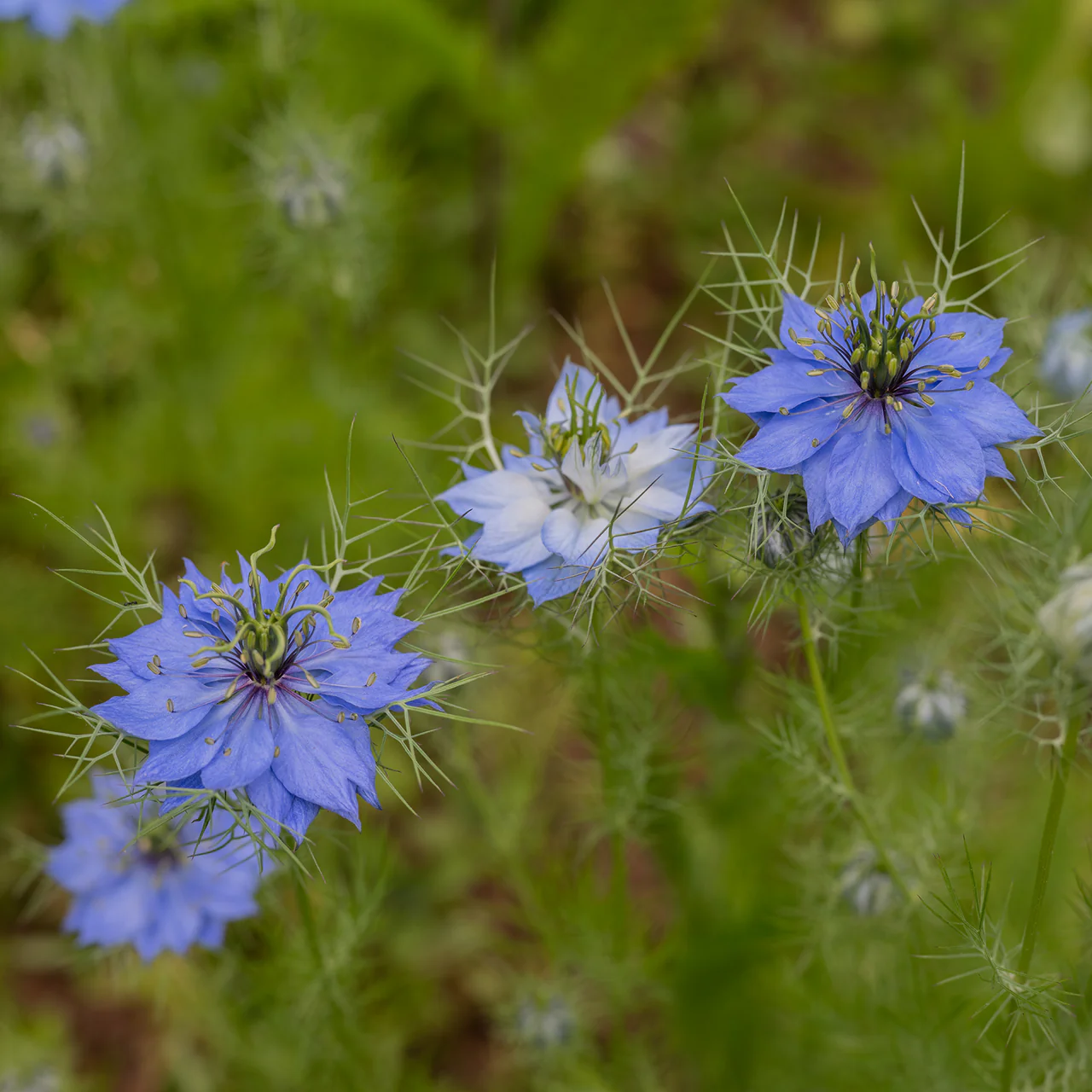 Love-in-a-Mist Seeds (Nigella damascena) - Image 2