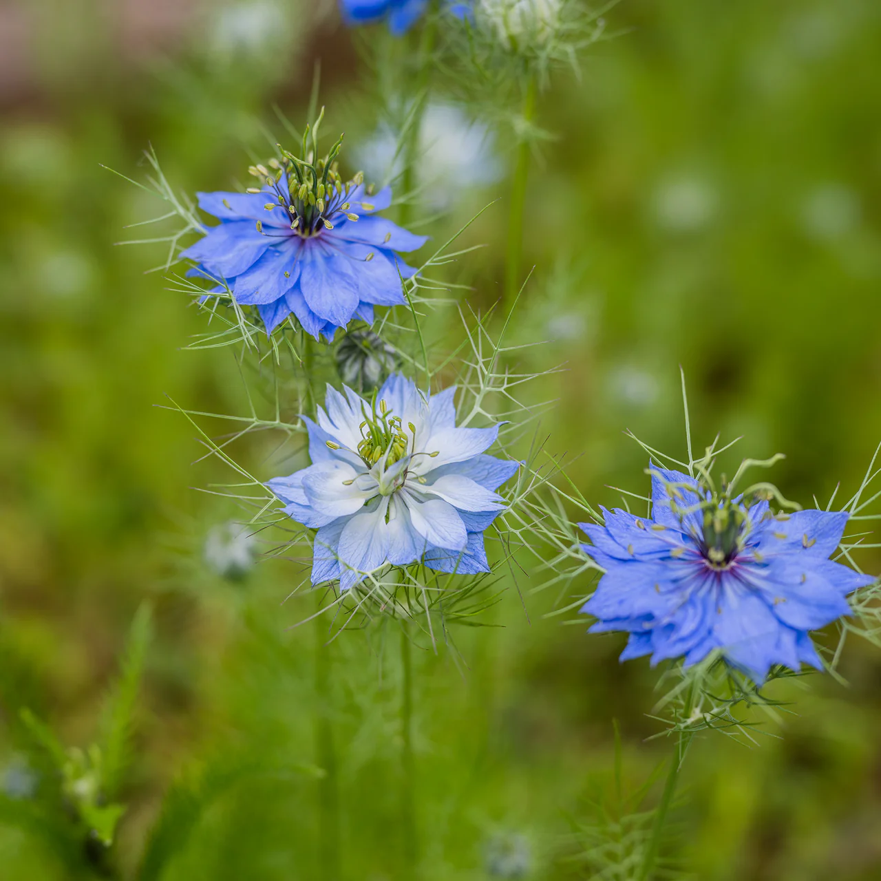Love-in-a-Mist Seeds (Nigella damascena) - Image 3