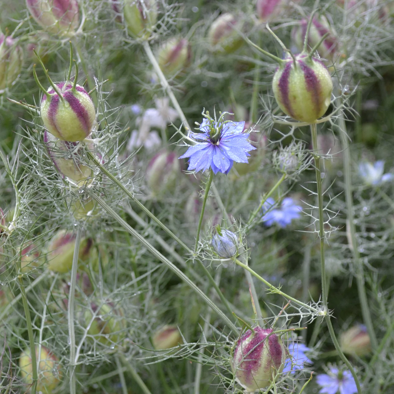 Love-in-a-Mist Seeds (Nigella damascena) - Image 4